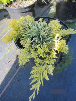 Juniperus horizontalis Mother Lode - Goldgelber Teppichwacholder Mother Lode